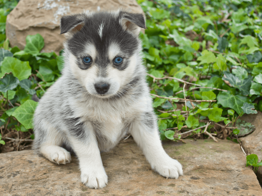 pomsky szczeniak