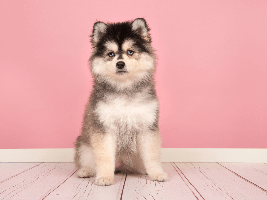 pomsky szczeniak siedzi na podłodze