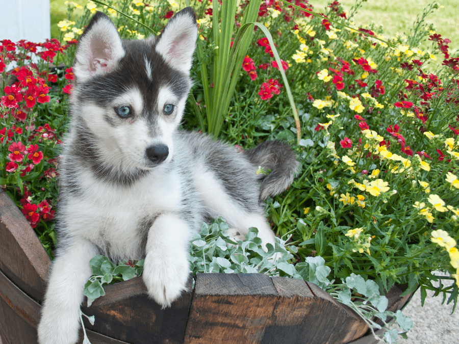 pomsky szczeniak w ogrodzie