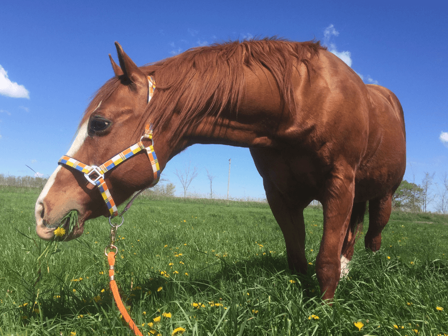 quarter horse