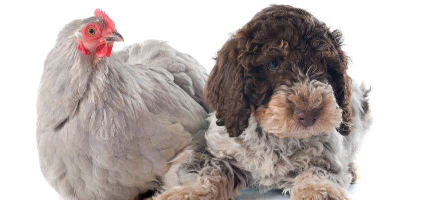 Lagotto romagnolo z kurą