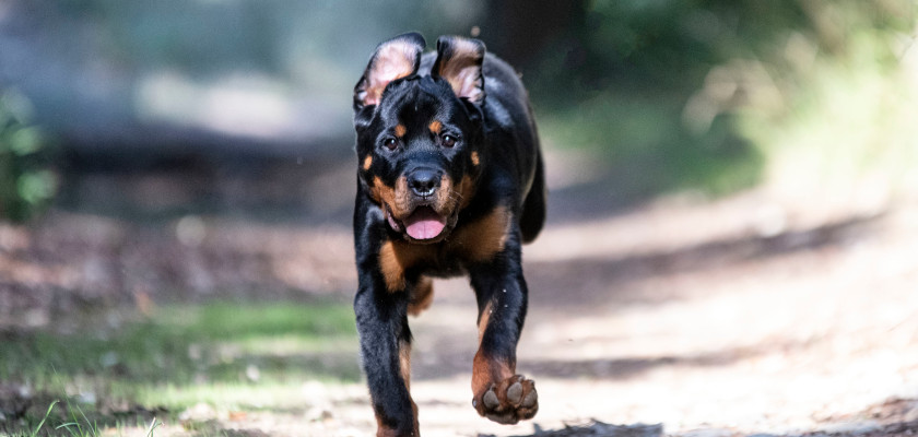 rottweiler biegnie