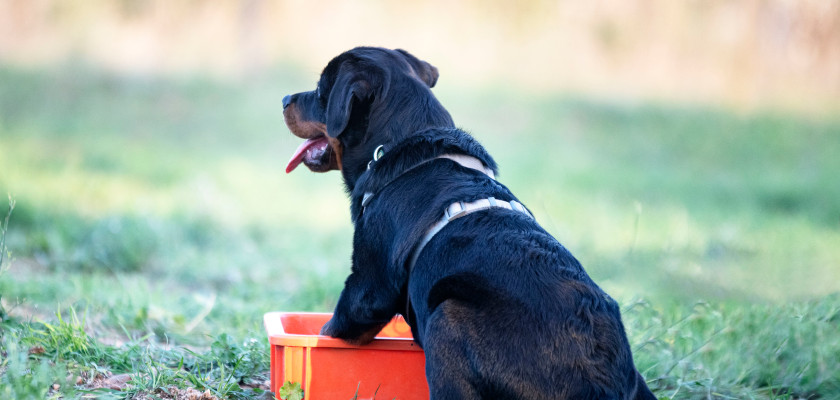 rottweiler siedzi tyłem