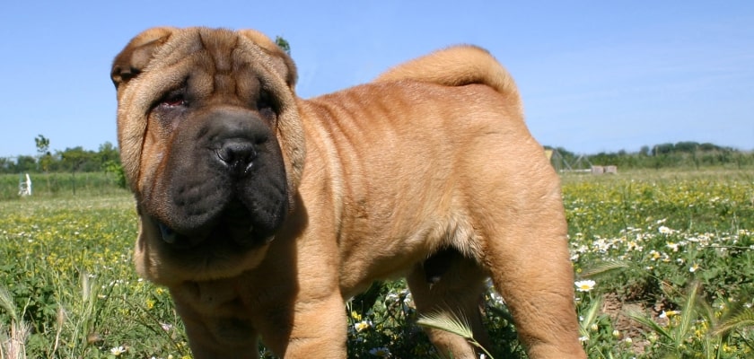 shar pei szczeniak na dworze