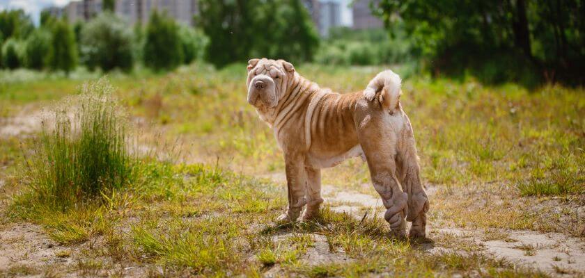 rasy psów średnich - shar pei