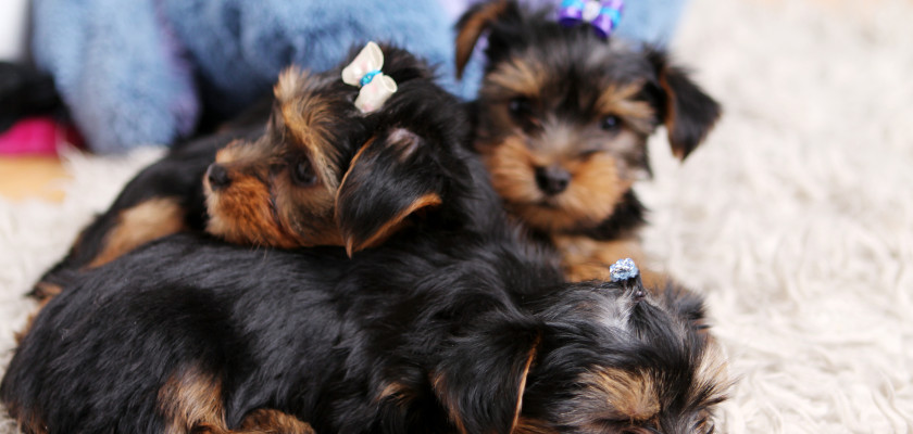 yorkshire terrier szczeniaki