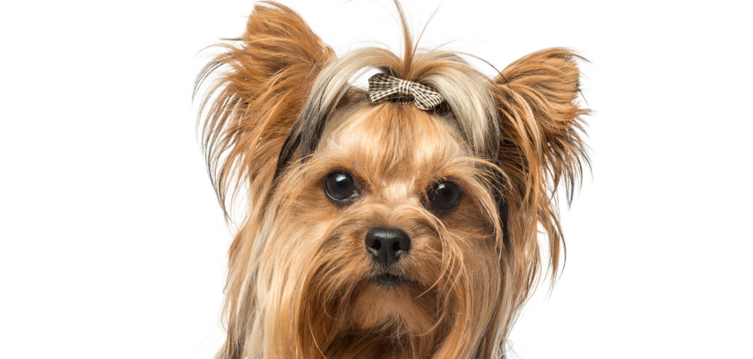 yorkshire terrier głowa