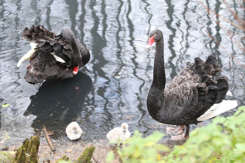 z27833811VGdansk Zdziwienie w gdanskim zoo Czarne labedzie