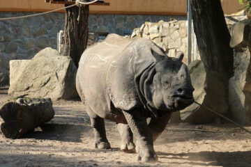 zoo wrocław