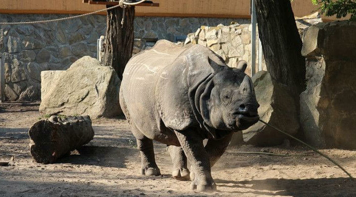 zoo wrocław