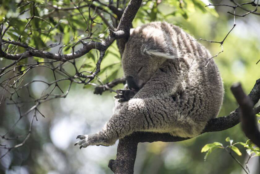 Taronga Zoo zdjęcie 1