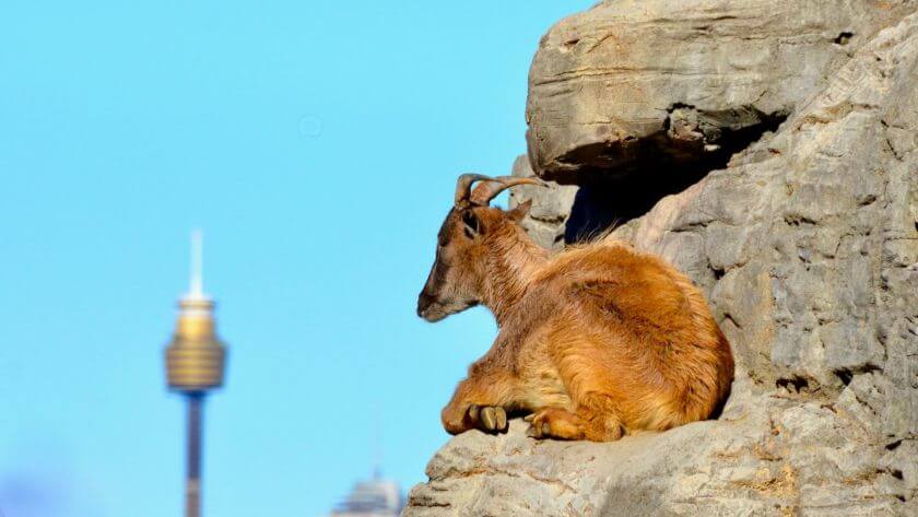 Taronga Zoo zdjęcie 10