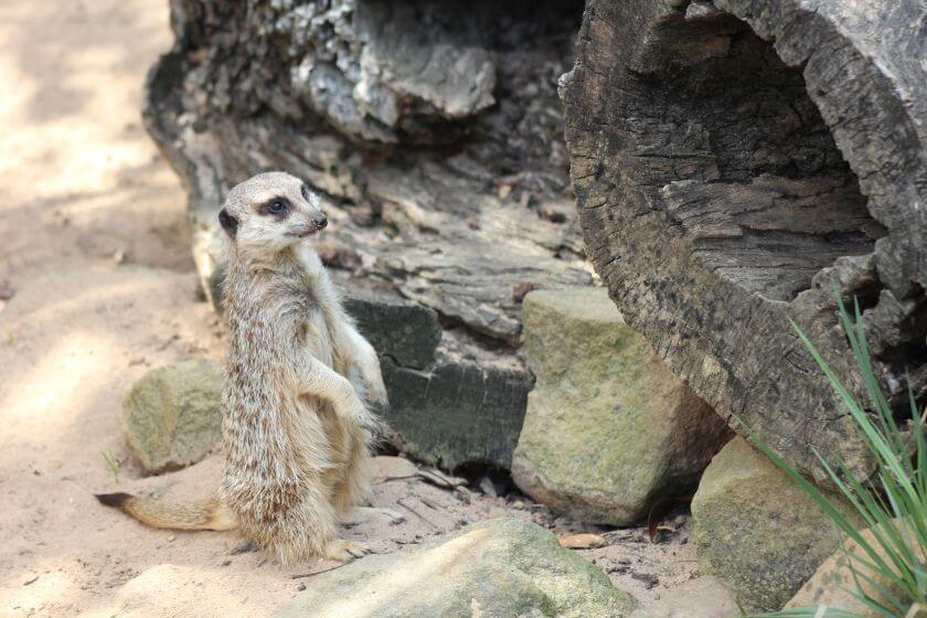 Taronga Zoo zdjęcie 3