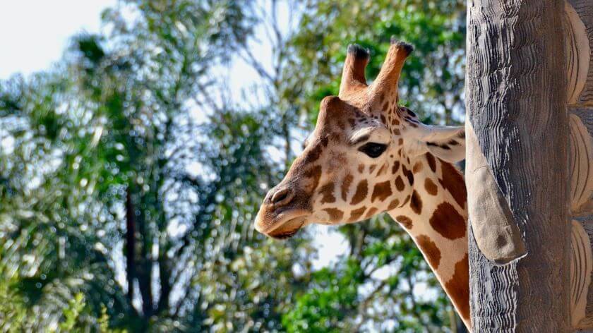 Taronga Zoo zdjęcie 4