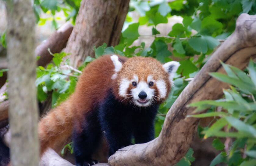 Taronga Zoo zdjęcie 5