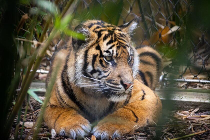 Taronga Zoo zdjęcie 6