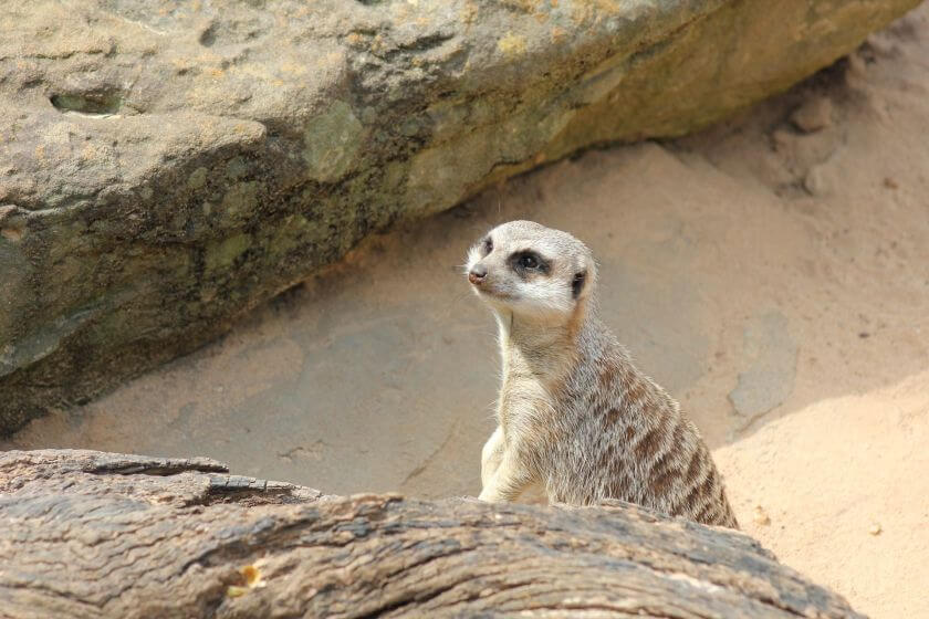 Taronga Zoo zdjęcie 7