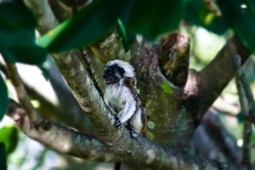 Taronga Zoo zdjęcie 9