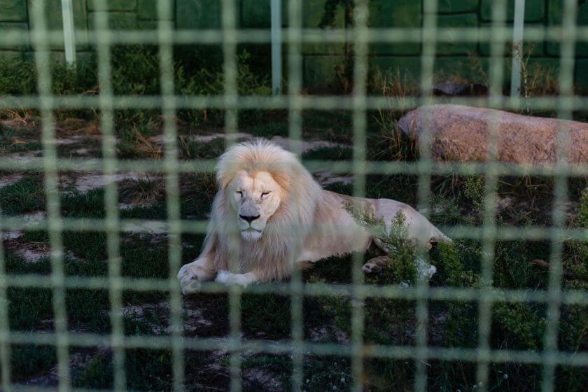 Zoo Atlanta dzikie zwierzęta