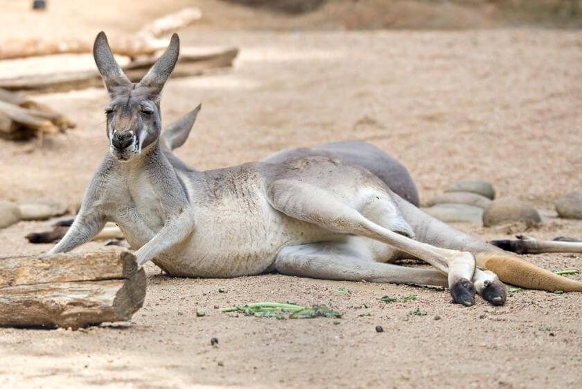 Zoo Atlanta kangur