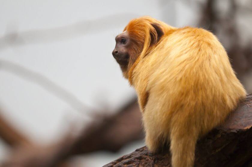 Zoo Atlanta zwierzęta