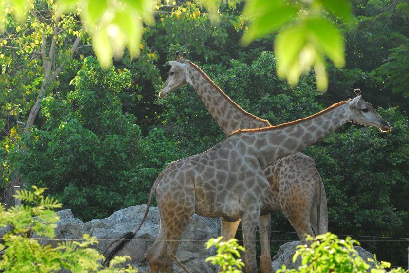 Zoo Atlanta żyrafy