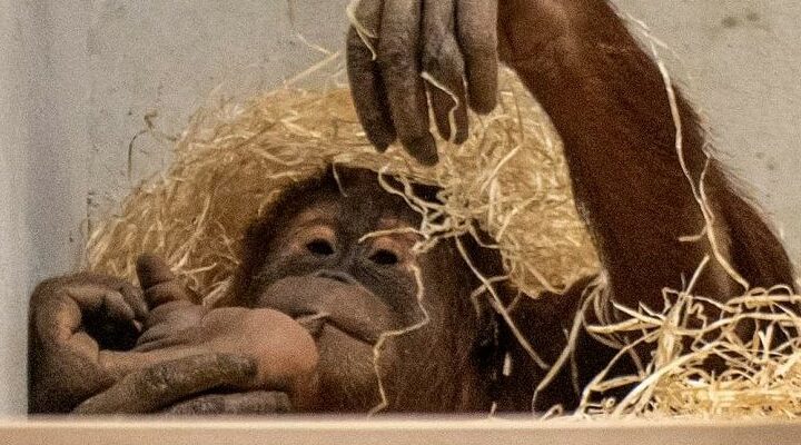 Zoo Łódź orangutany