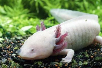 ambystoma