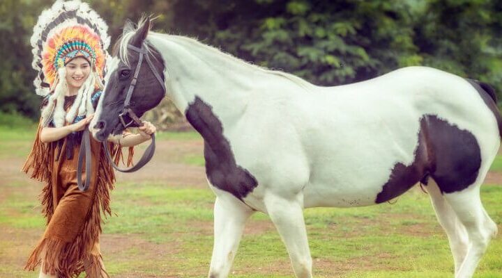 american paint horse