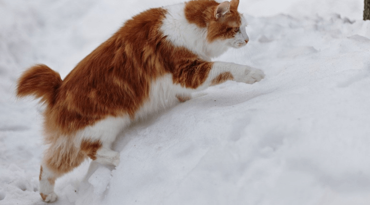 amerykański bobtail