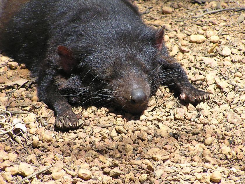 Australia Zoo diabeł tasmański