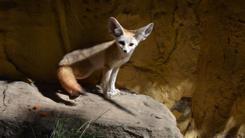 Australia Zoo fenek