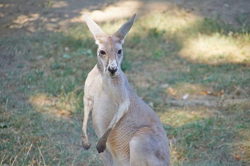 Australia Zoo kangury