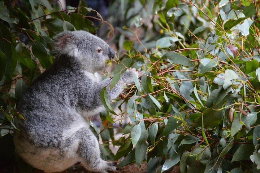 Australia Zoo koala