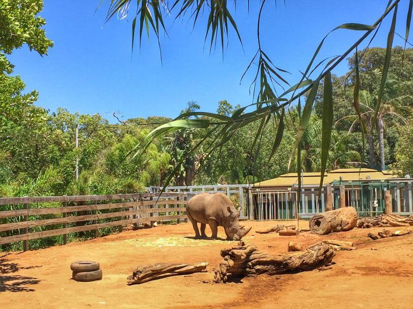 Australia Zoo nosorożec