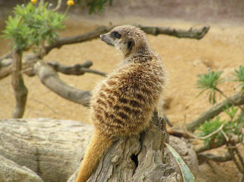 Australia Zoo surykatki