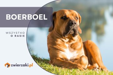 boerboel