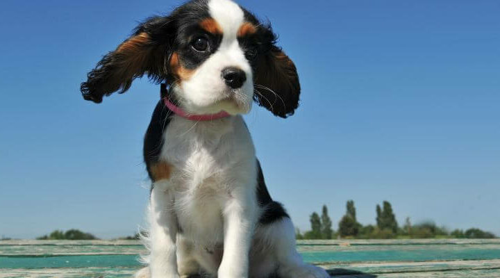 cavalier king charles spaniel hodowla