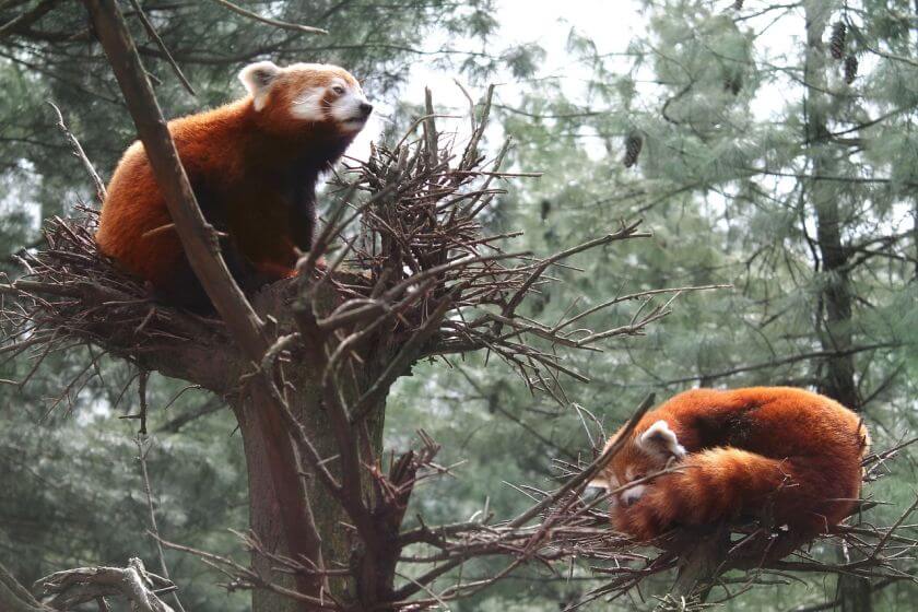 central park zoo zwierzęta