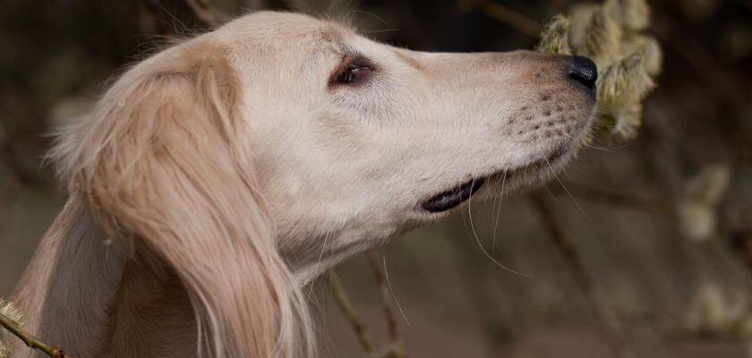 chart perski saluki wącha kwiat