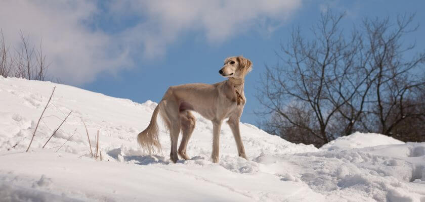 chart perski saluki stoi na śniegu