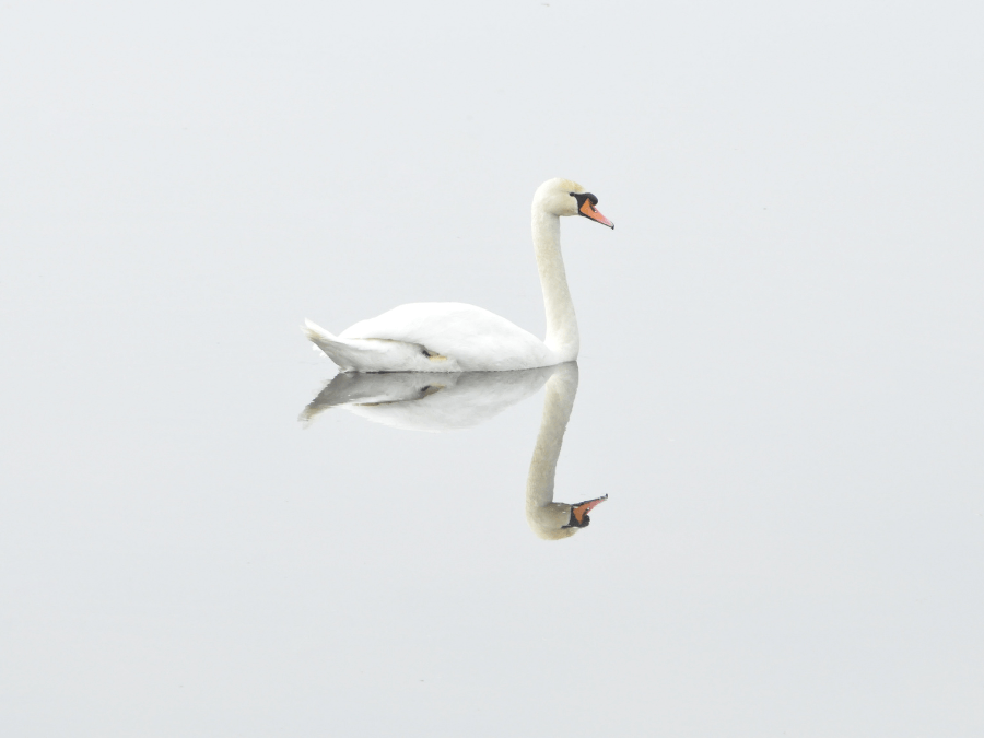 łabędź