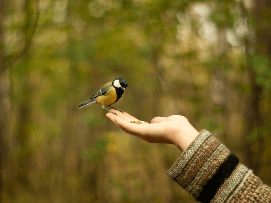 sikorka