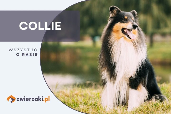 collie