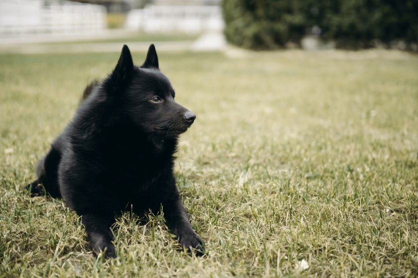 czarny pies schipperke