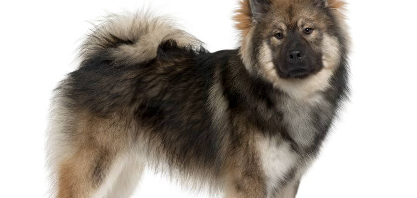 eurasier stoi bokiem