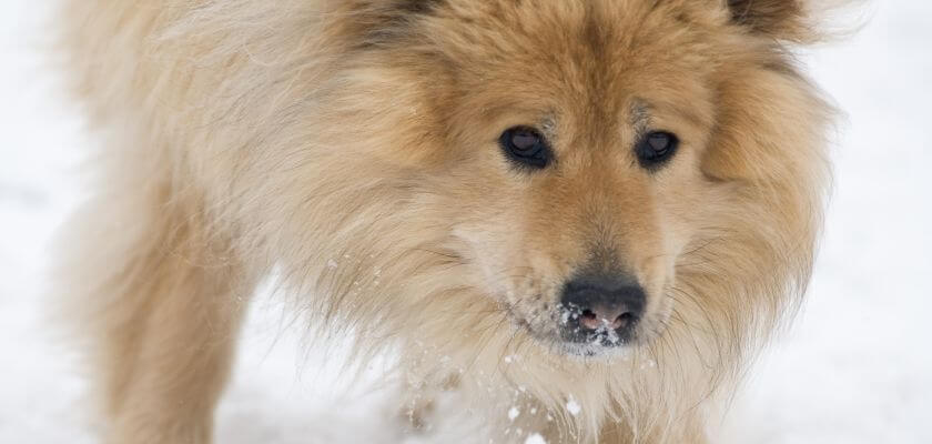 eurasier na śniegu