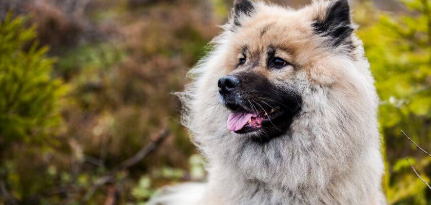 eurasier głowa