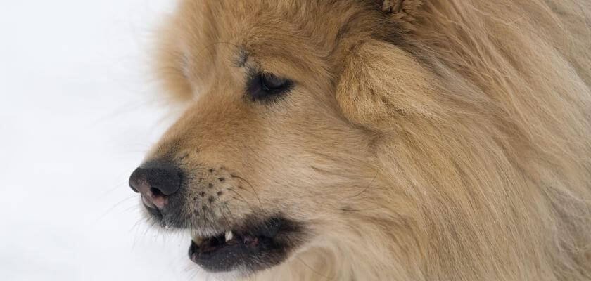 eurasier szczeka