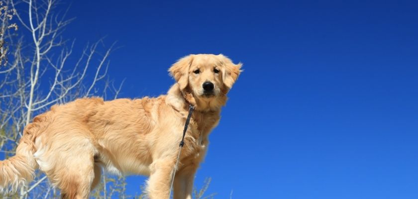 golden retriever stoi bokiem